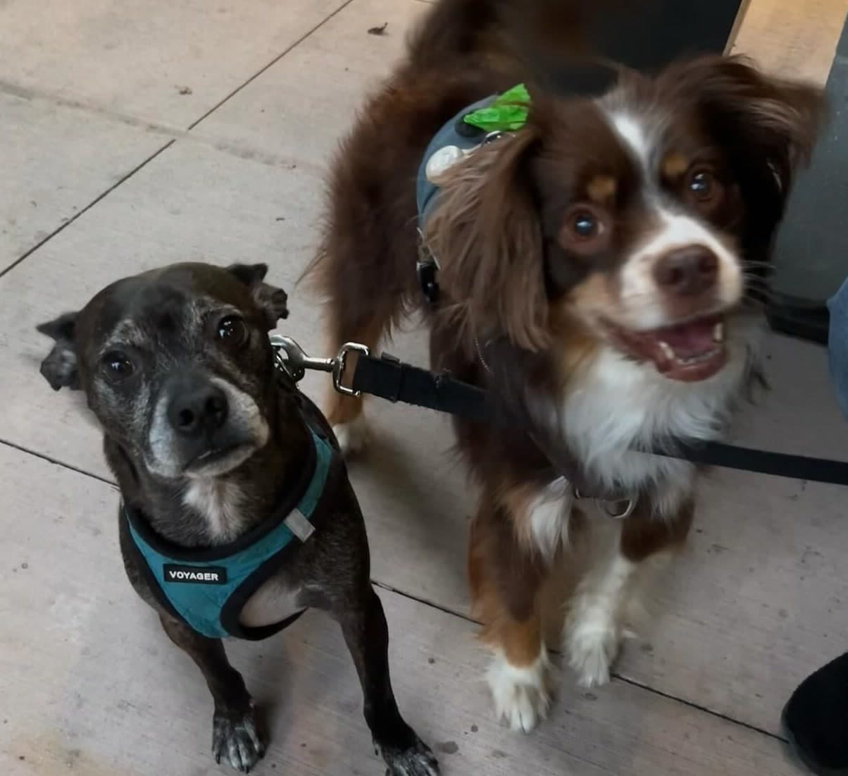Diesel and Bear side by side on their leashes.
