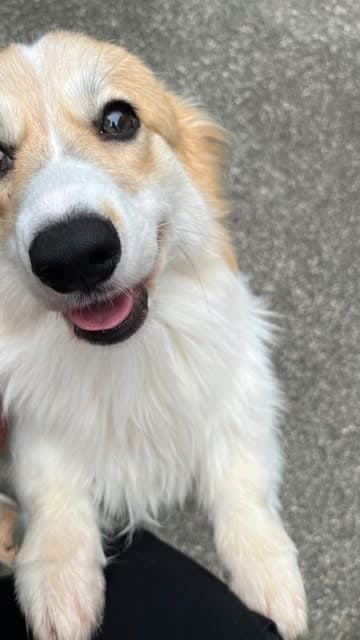 A corgi looking up at the camera, smiling.