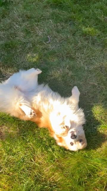 A fluffy dog rolling on its back in the grass.