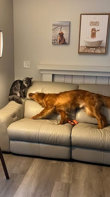 A golden retriever and a grey cat together on a leather couch.