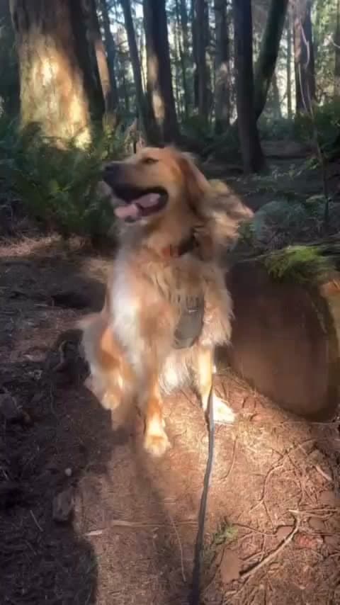 A golden dog on a leash on a forest trail.