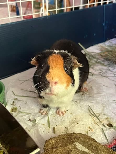 A tricolour guinea pig in its pen.