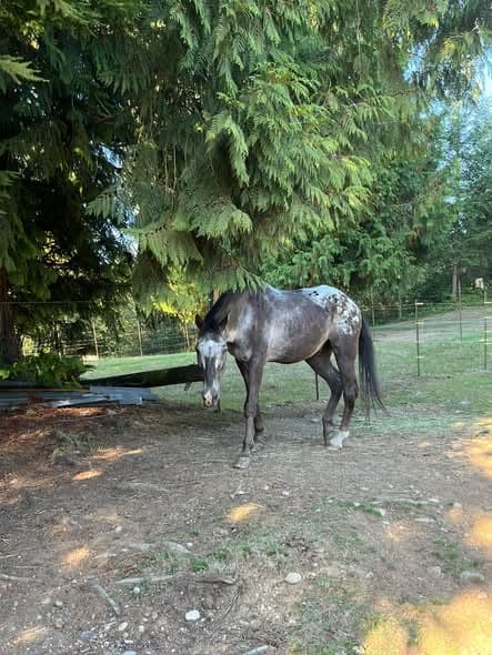 A dark grey appaloosa horse with a spotted rump in a paddock under evergreen trees.