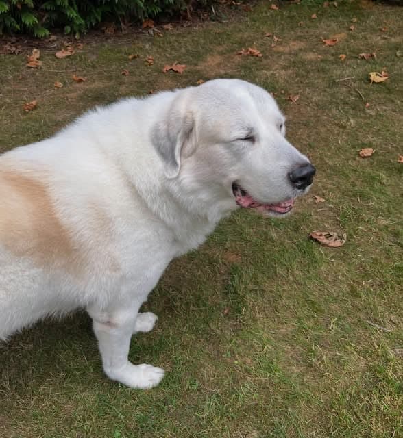 A Great Pyrenees with its eyes closed, smiling, in autumn grass.